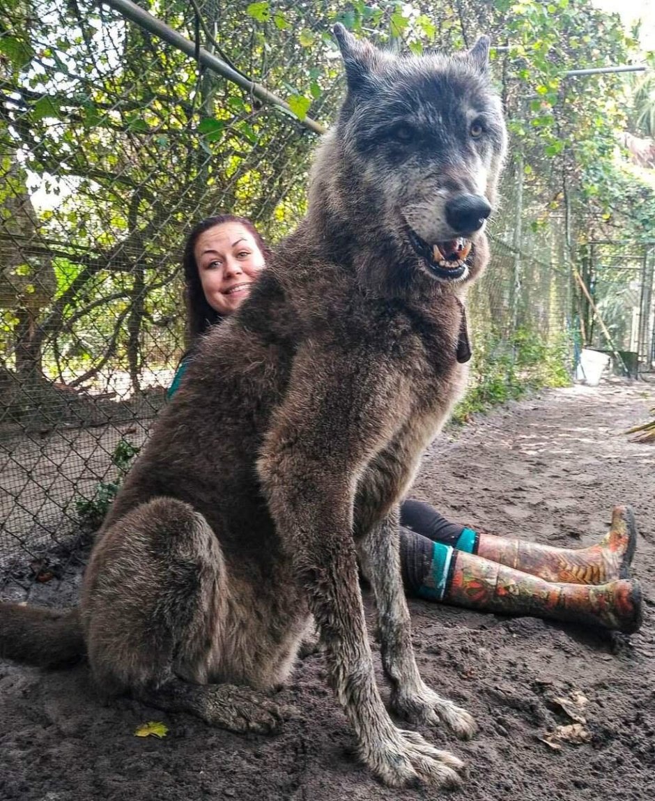 Собака смесь волка и лайки