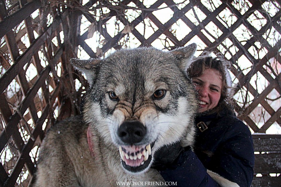 Волкособ злой