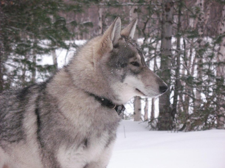 Волкособ порода Волэнд