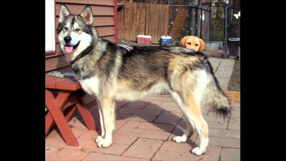 Помесь хаски и волкодава