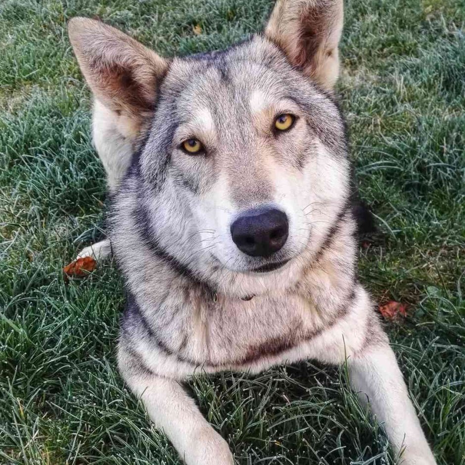 Волкособ злой