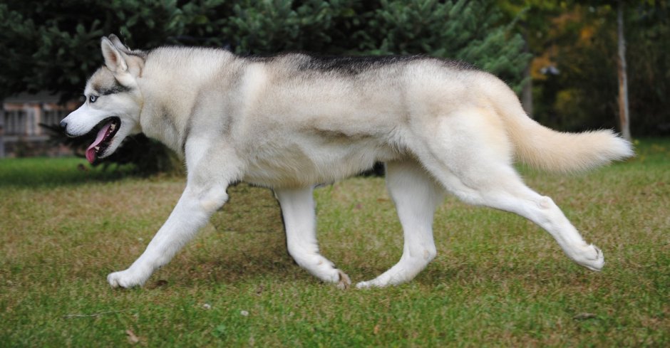 Хаски волк маламут