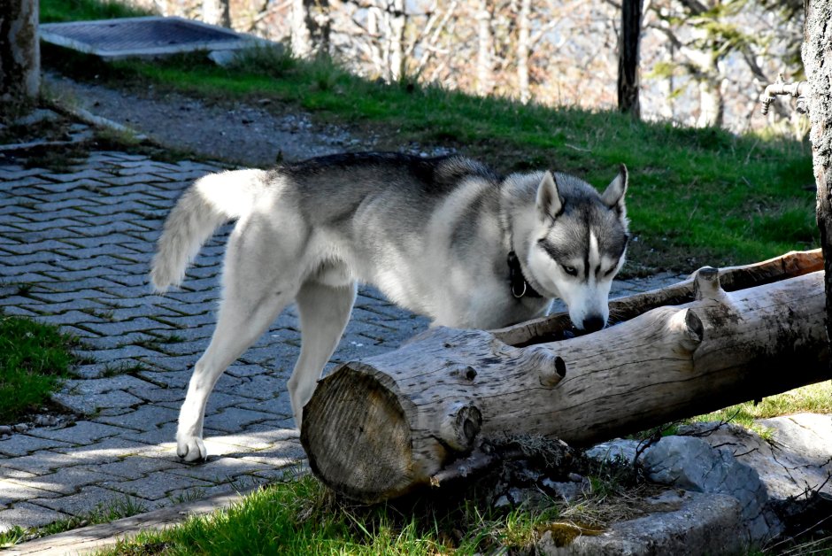 Сибирский хаски + волкособ