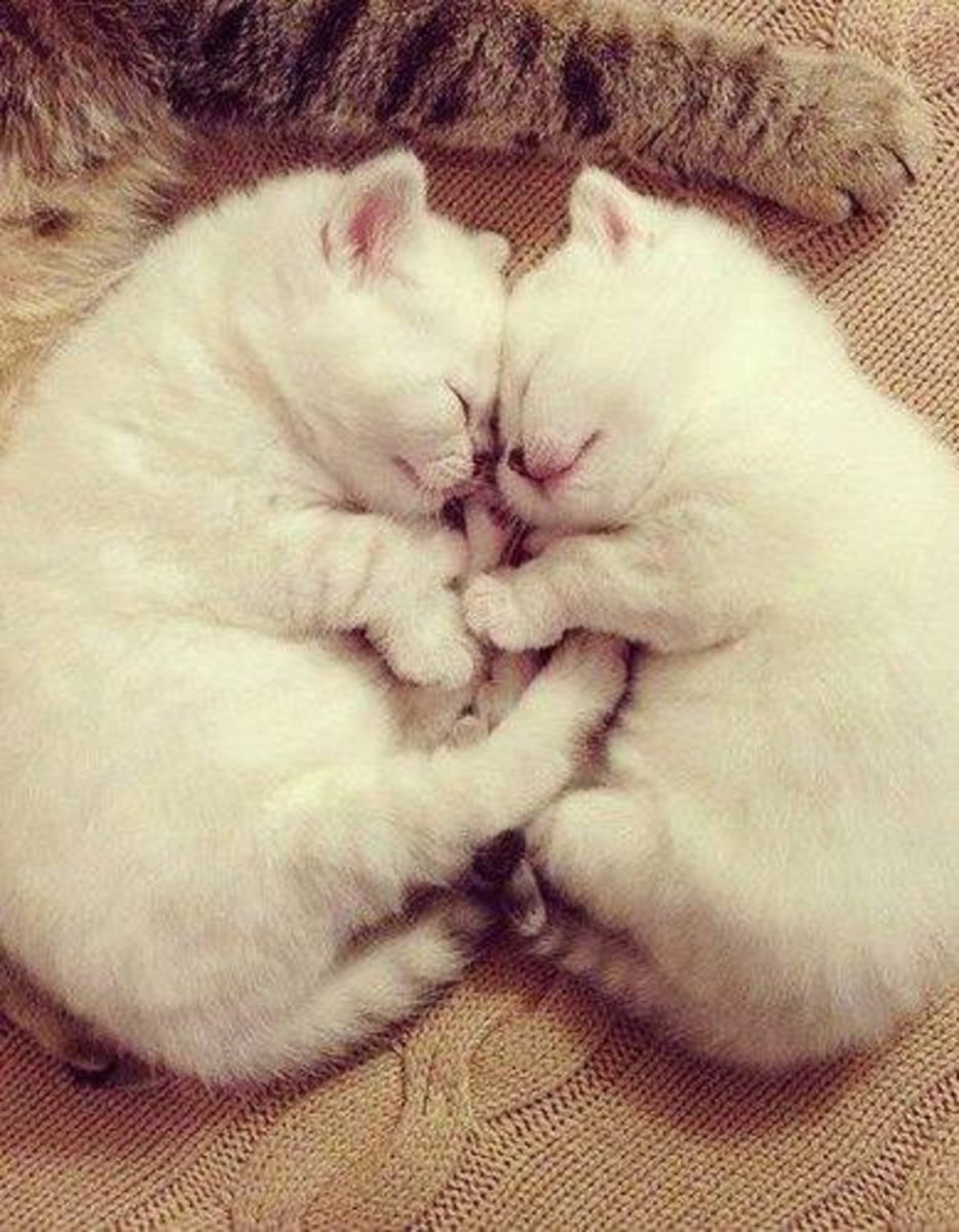 Мушукча картина