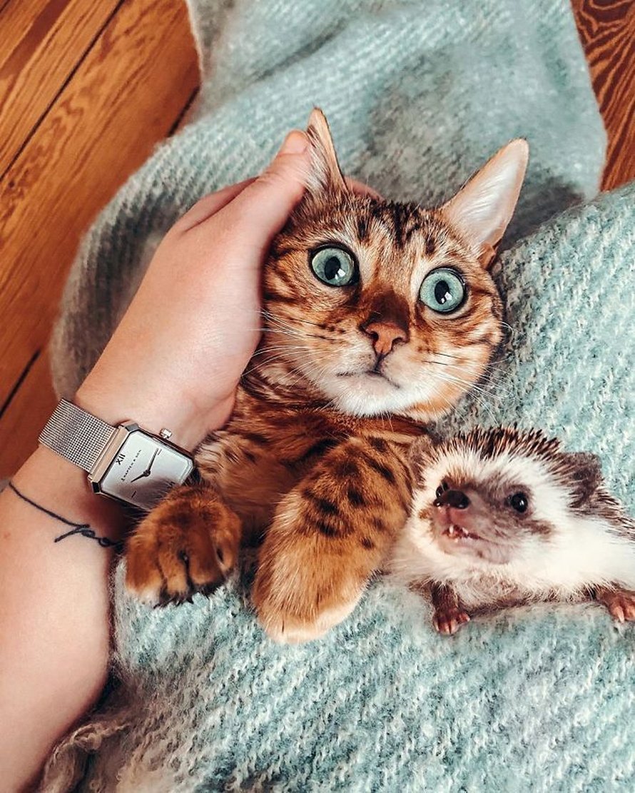 Ежик и кошка