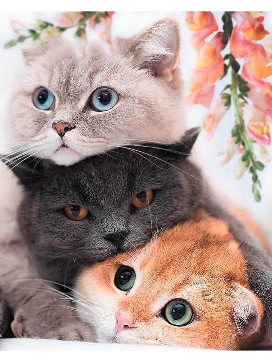 Доброе утречко котенок