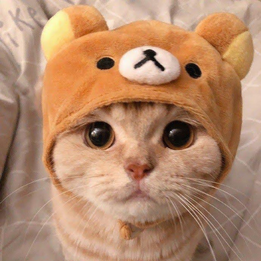 Милый котик в шапочке