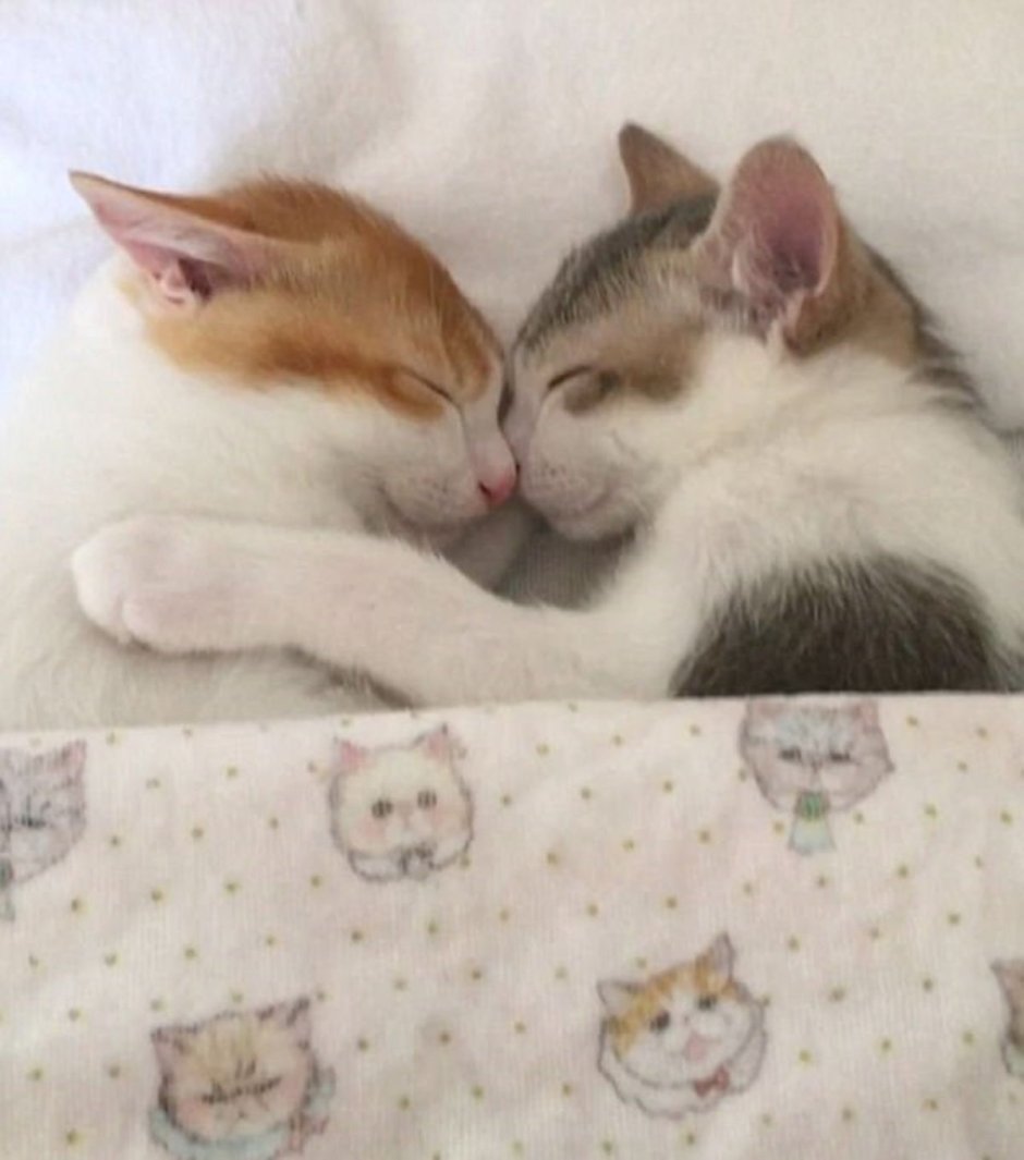 Коты спят в обнимку