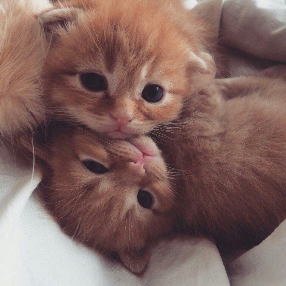 Милые котики тьмок