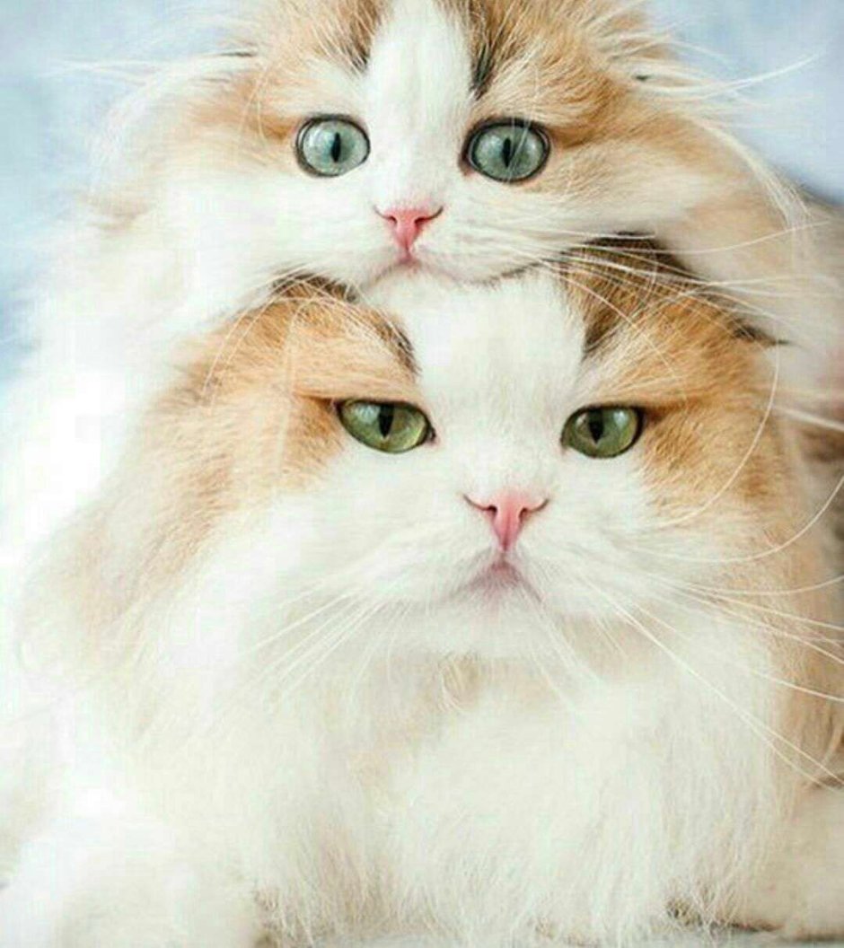 Милые коты пара самые ебнутые