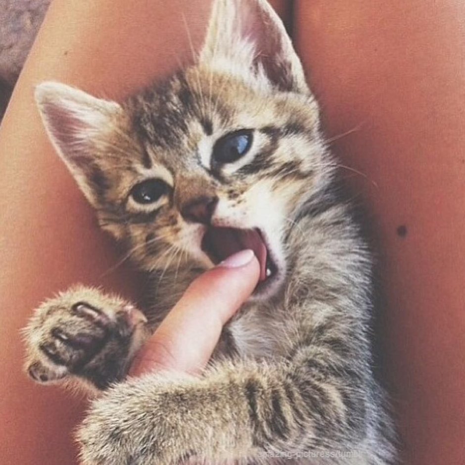 Котенок на руках