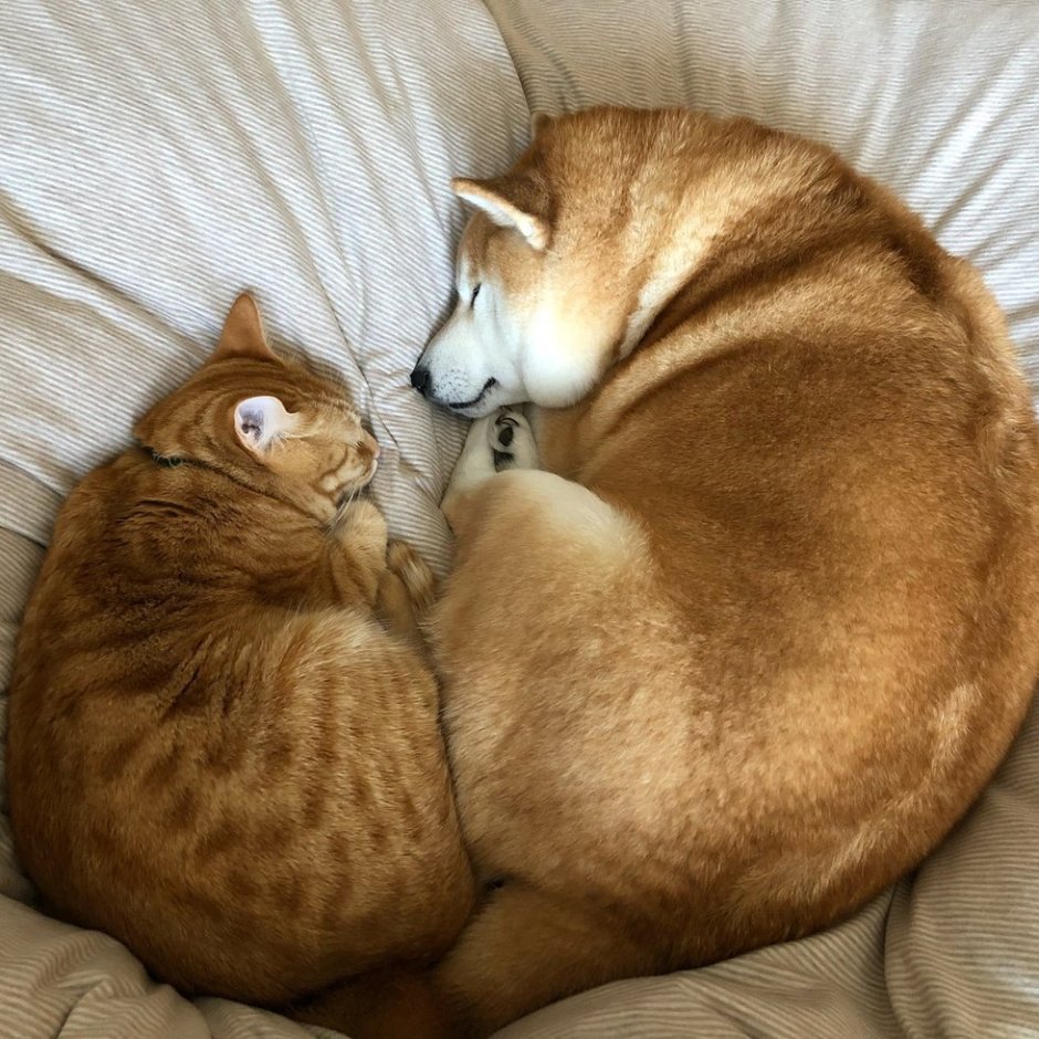 Сиба ину и кошка