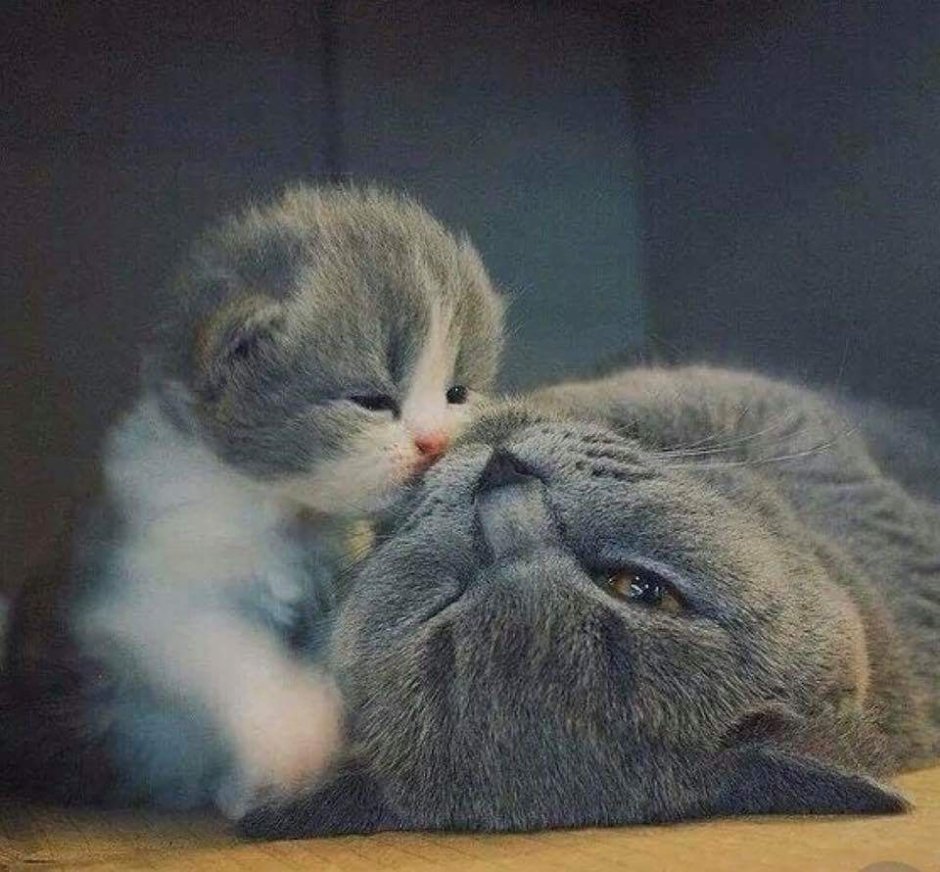 Трогательный котик