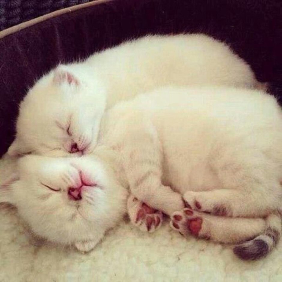 Пушистые обнимашки