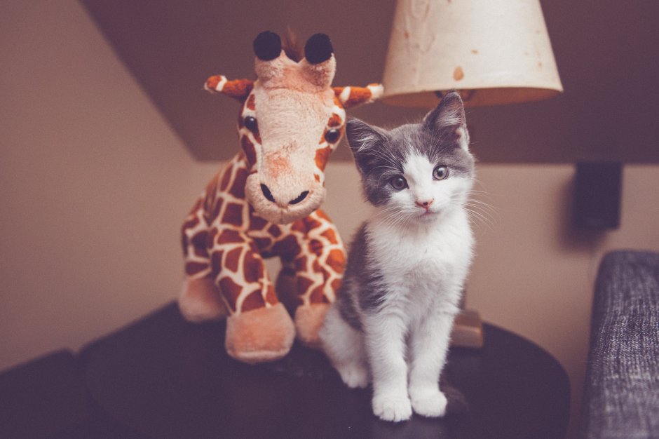 Смешные животные