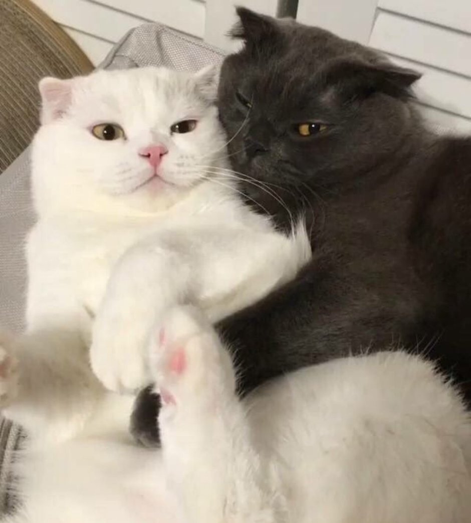 Белый и черный котики любовь