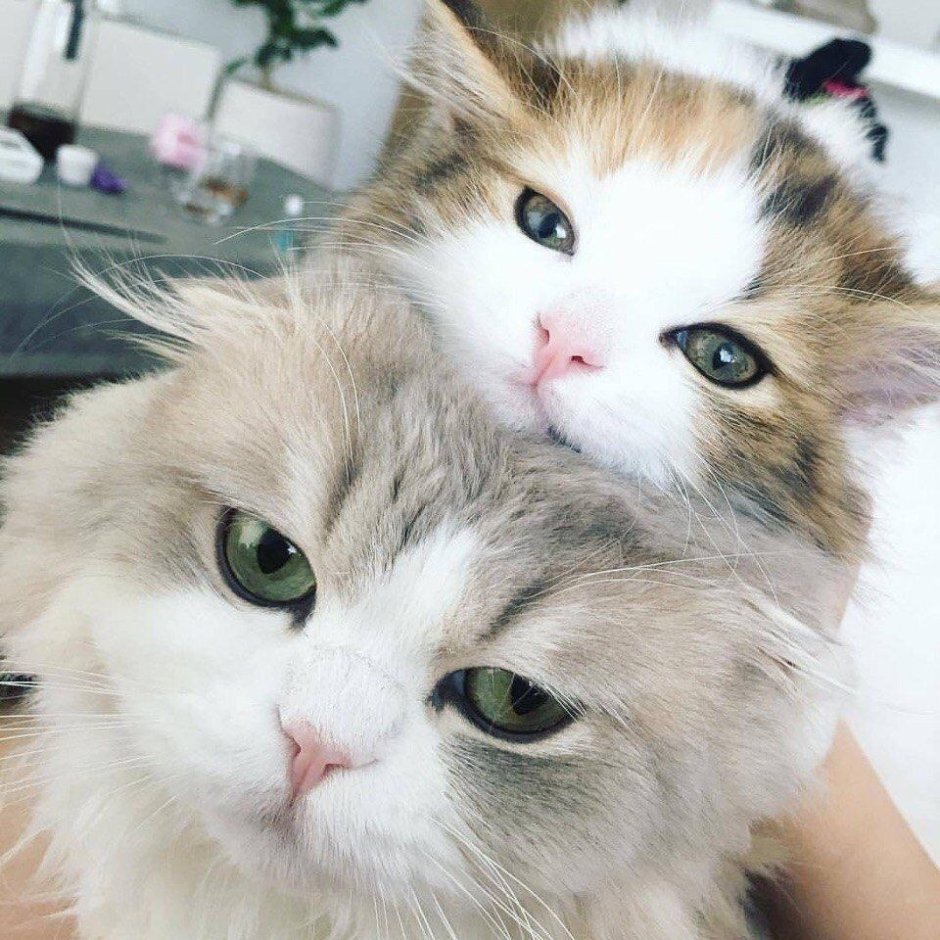 Котики мимими