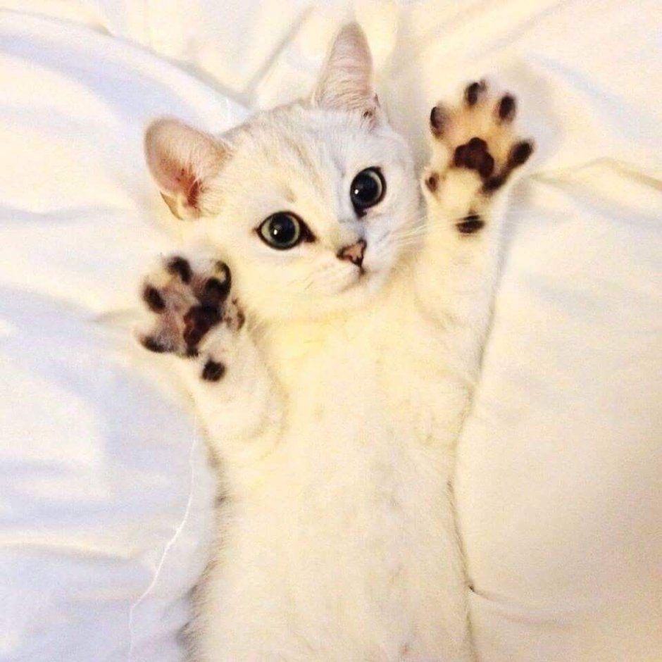 Милые котики с лапками