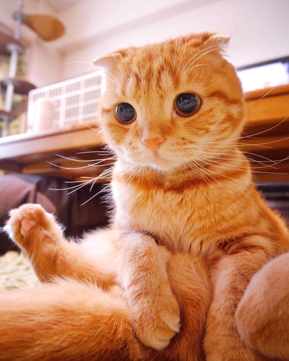 Шотландский вислоухий кот рыжий
