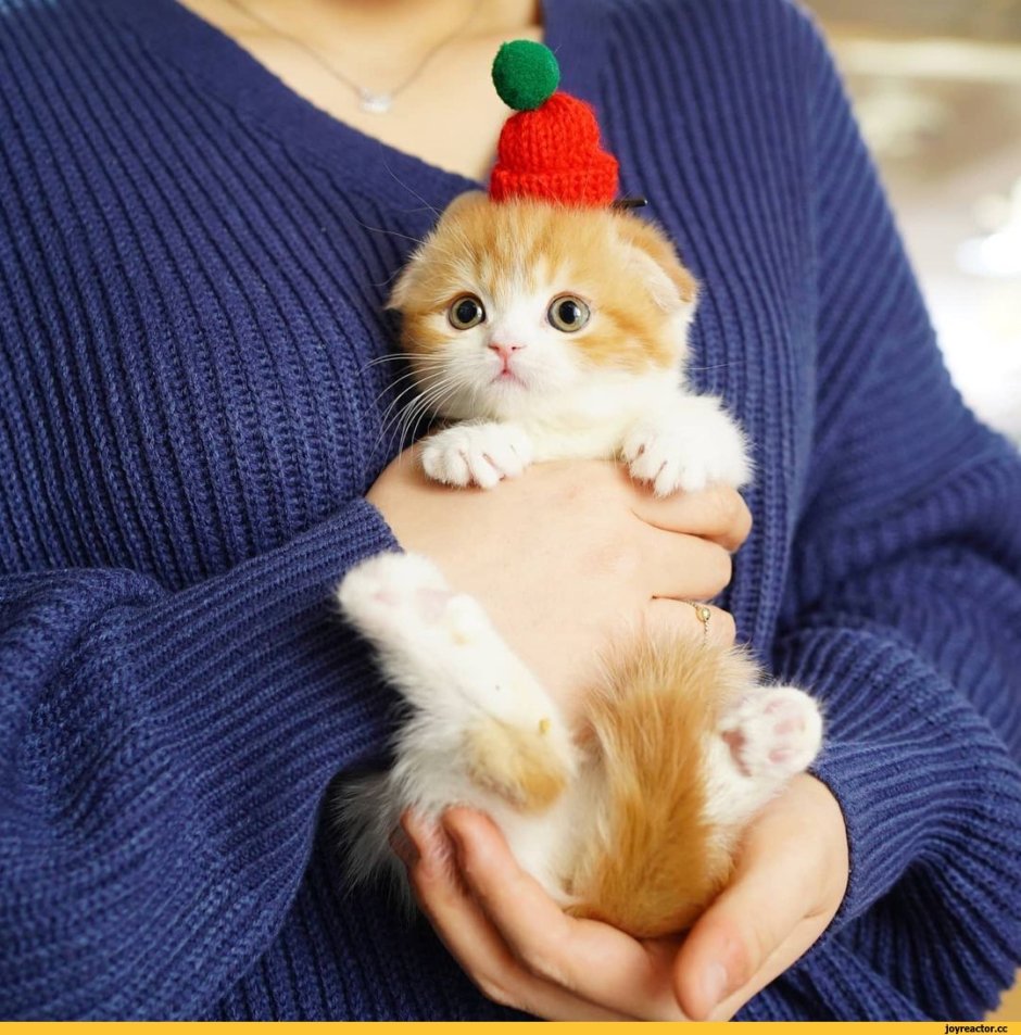 Милота рыжий кот