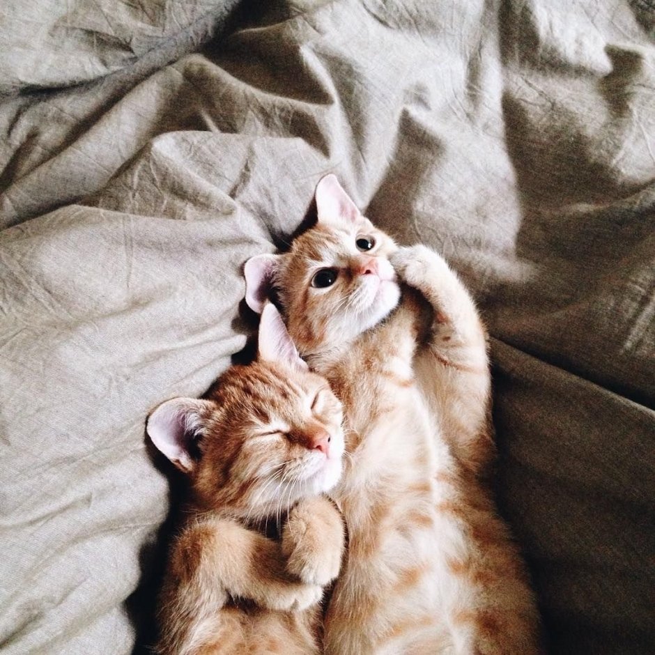 Влюбленные котики