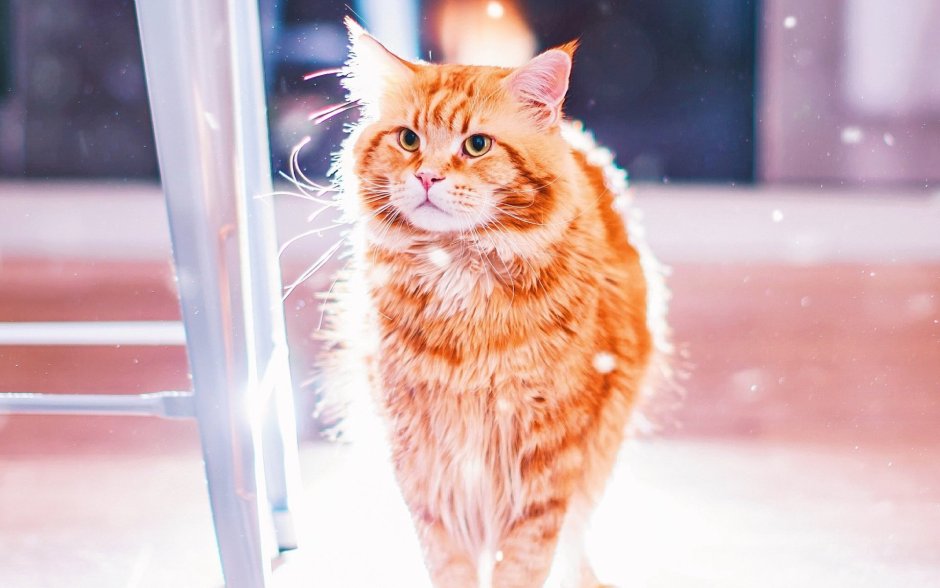 Кот котлета Кристина Макеева