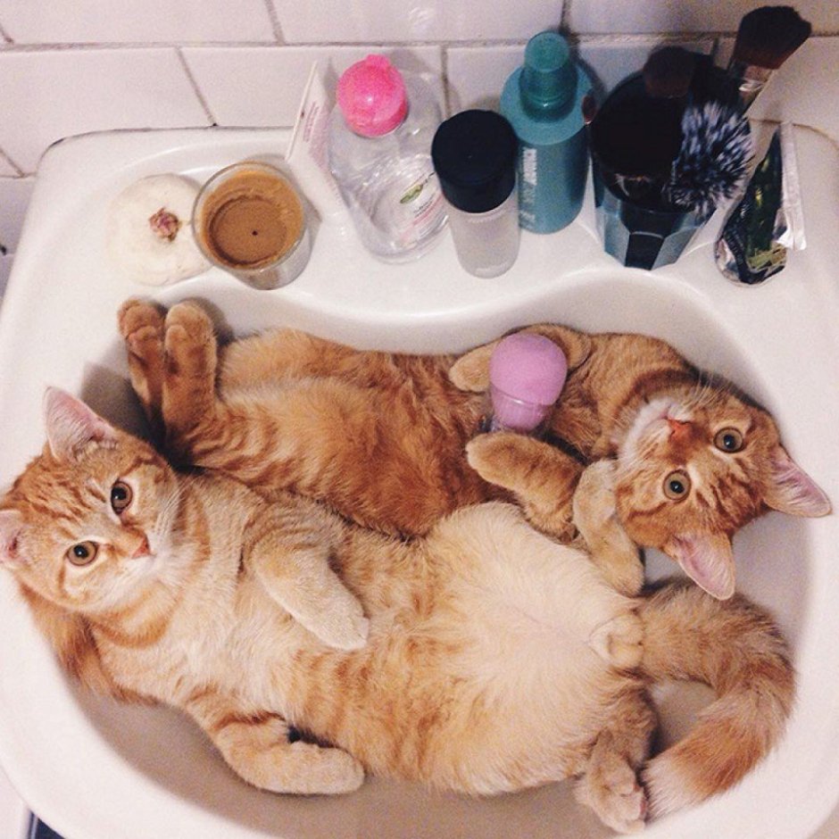 Котик в ванной