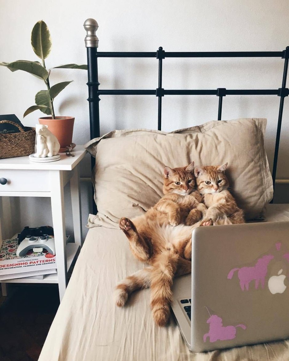 Котенок в кровати