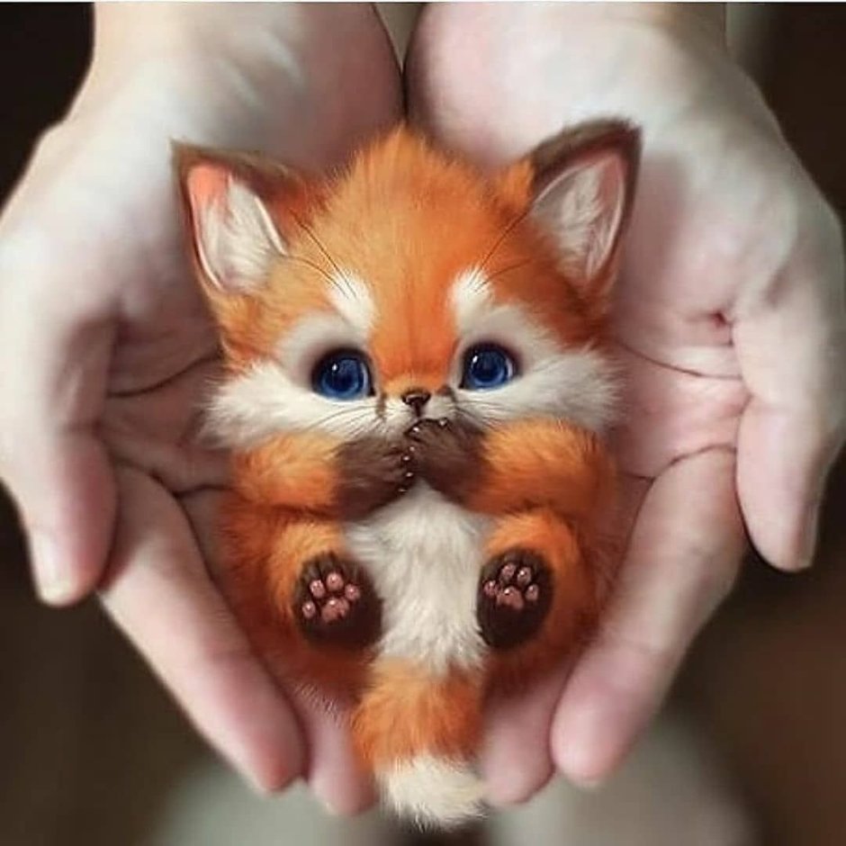 Мимимишные животные