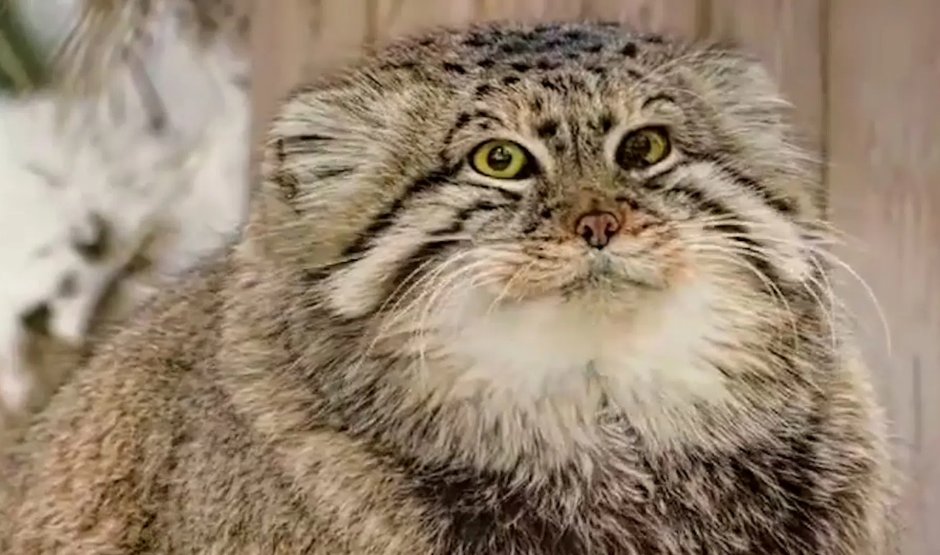 Кот манул зимой