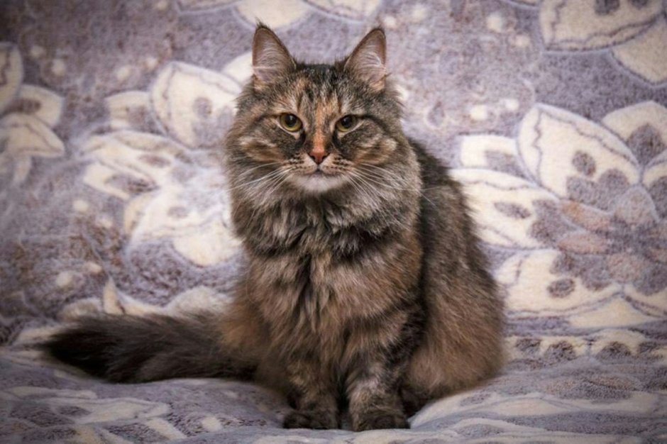 Сибирский кот помесь