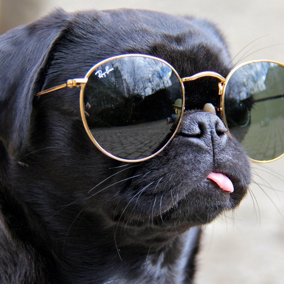 Животные в очках