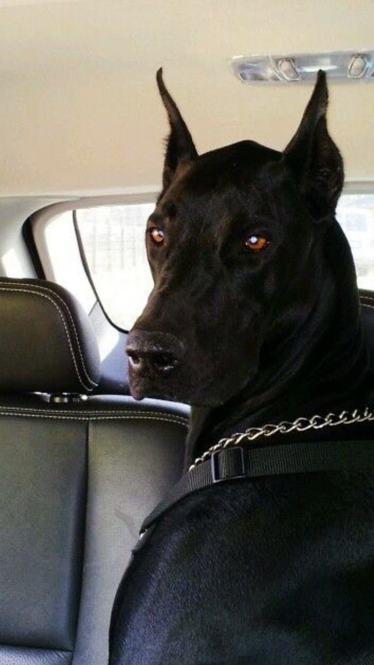 Доберман вблизи