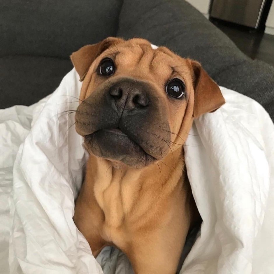 Милые мордашки собак