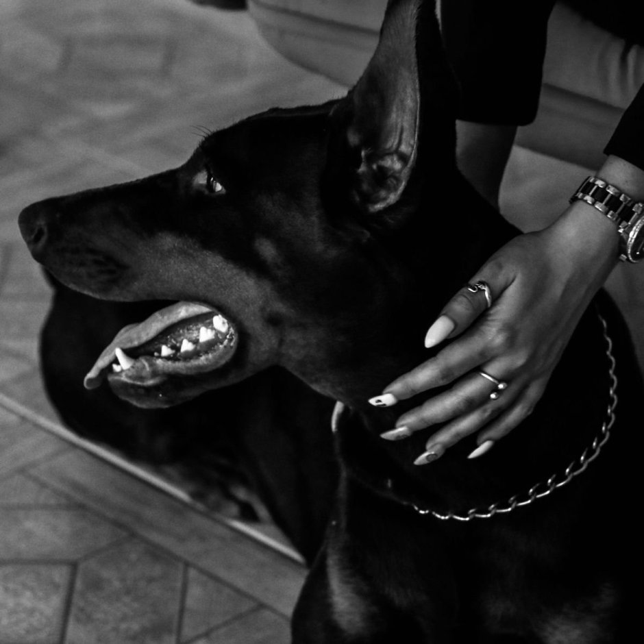 Катрина Доберман