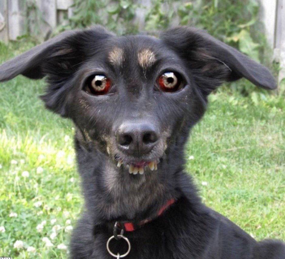 Собака с косыми глазами