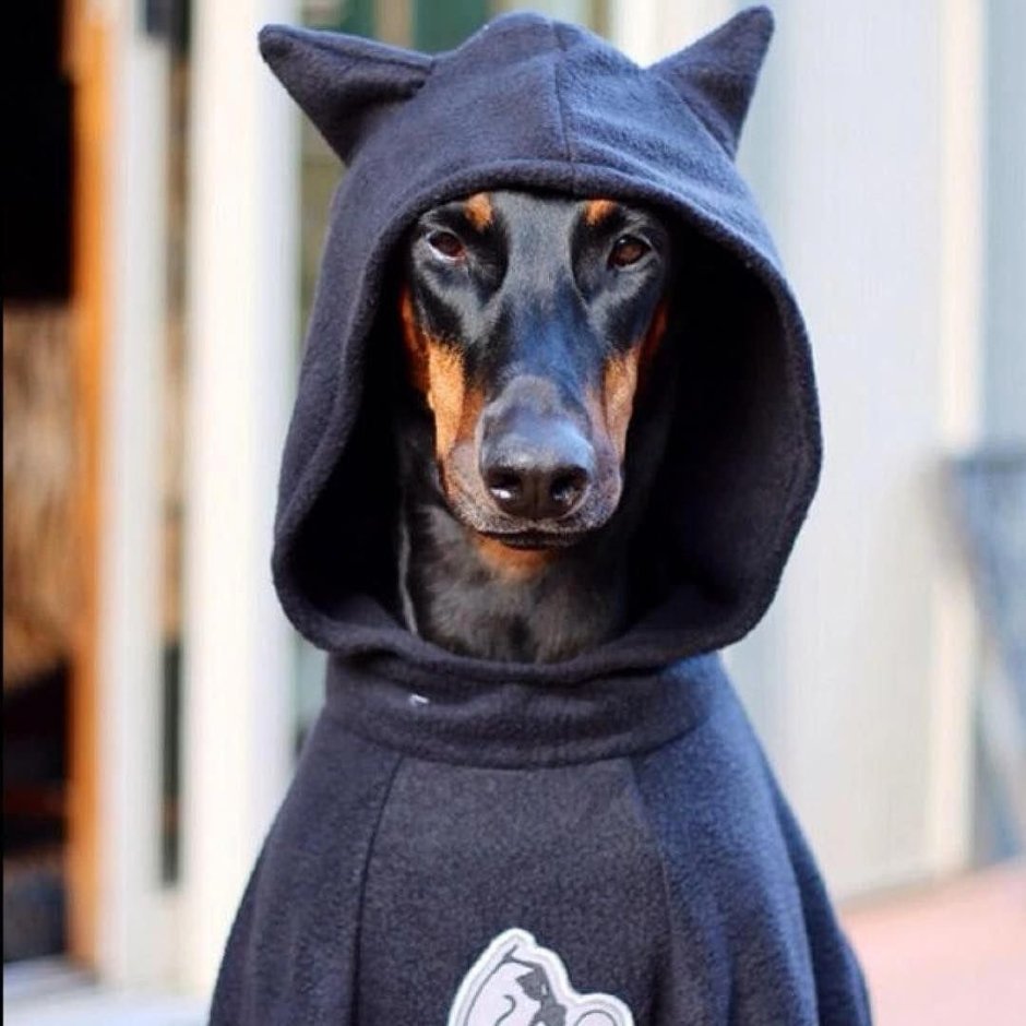 Одежда для собак Доберман