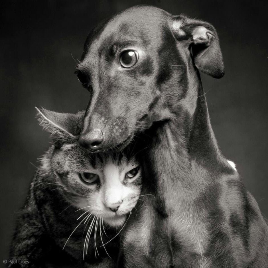 Щенок и котенок