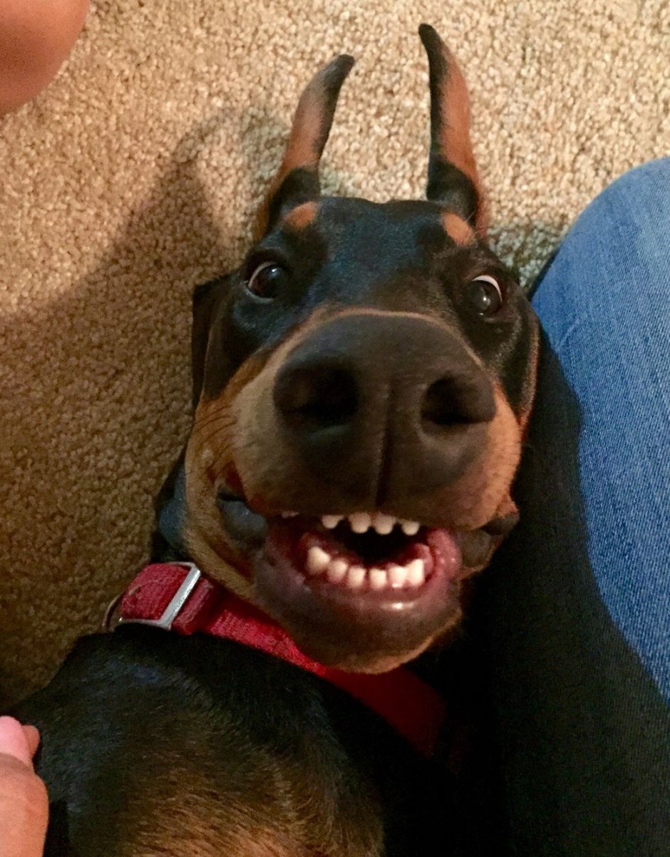 Стаффордширский терьер и дети