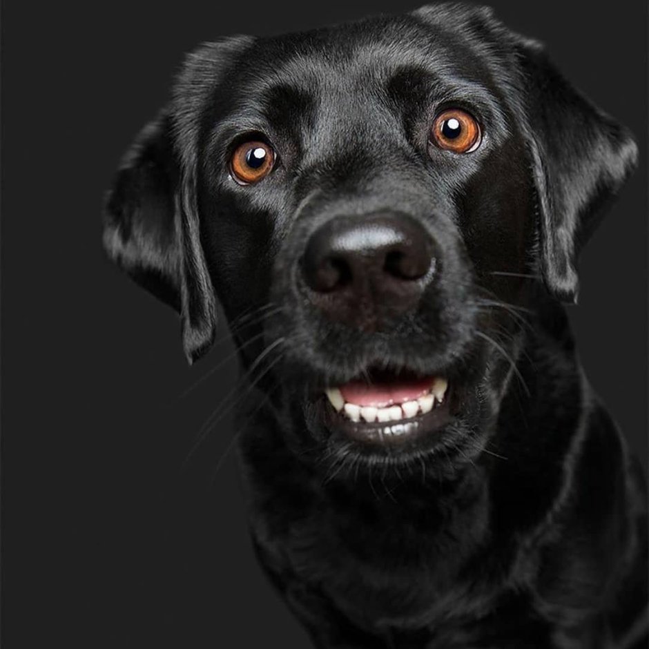 Собака с черной мордой