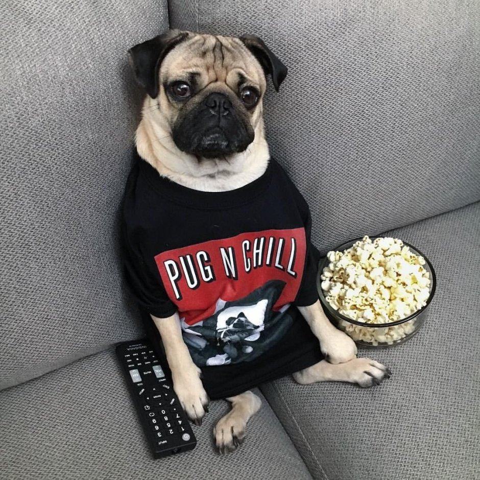 Свитер для МОПСА