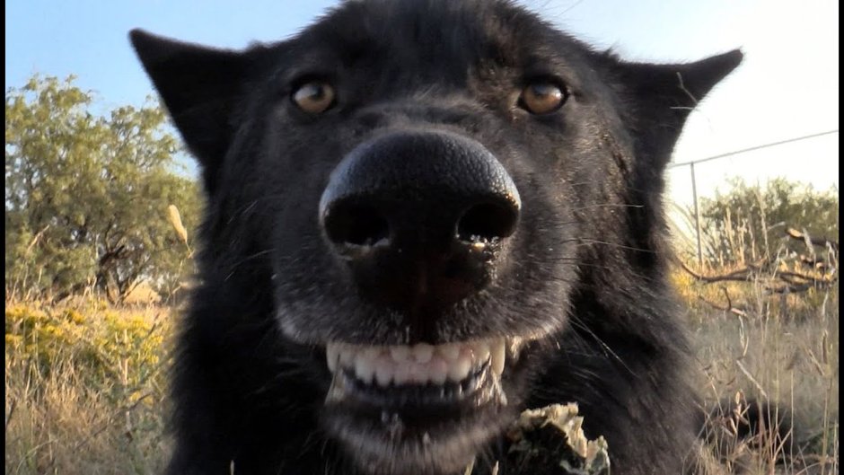 Черный волк улыбается