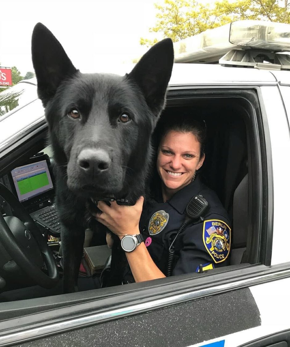 Чёрная немецкая овчарка кинолог