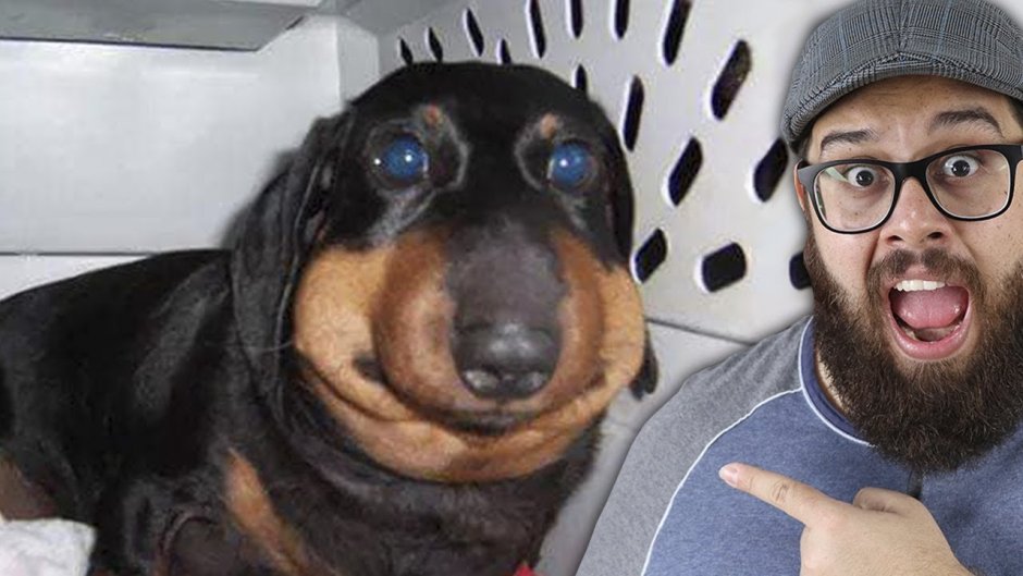 Таксу покусали пчелы