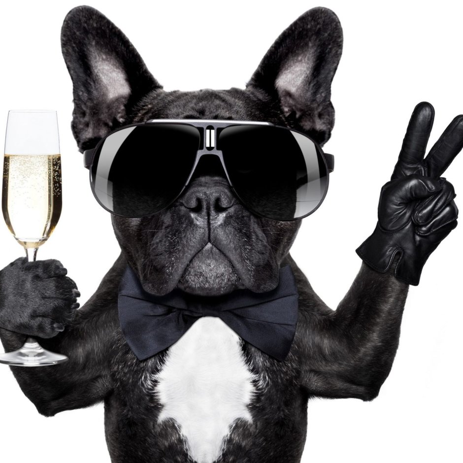 Бульдог с бокалом
