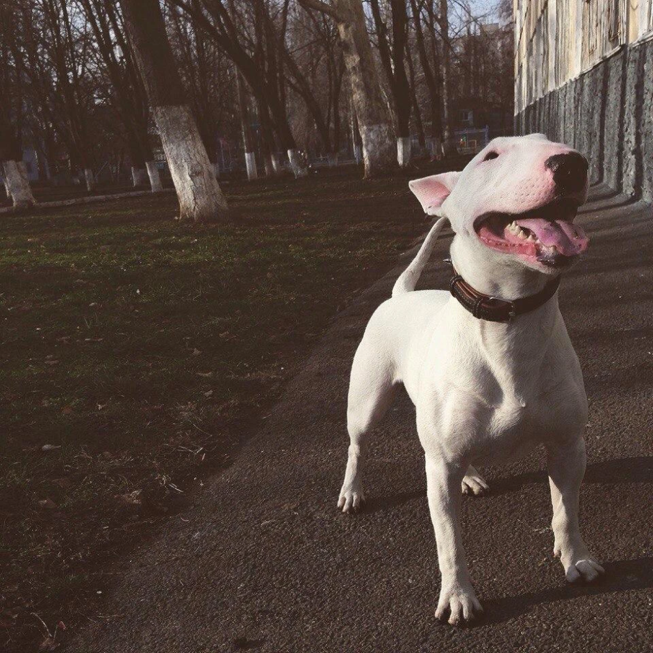 Бультерьер злой офник