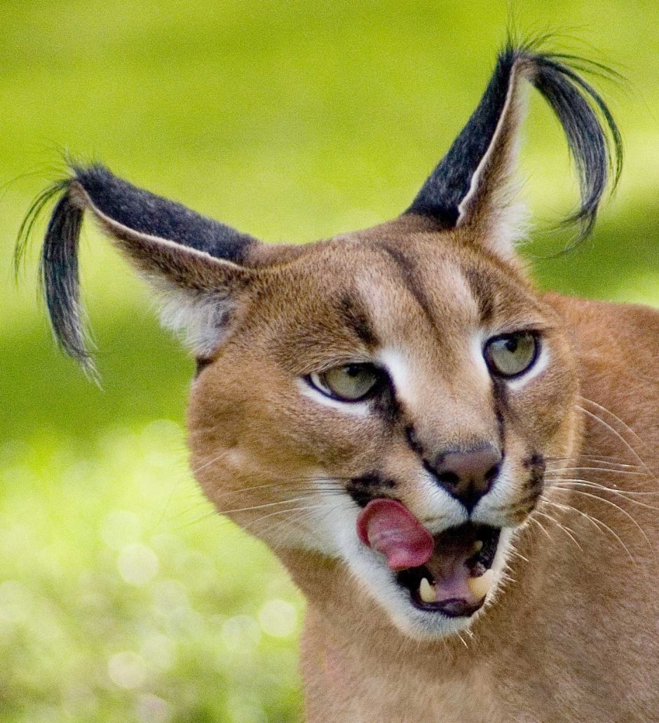 Каракал альбинос