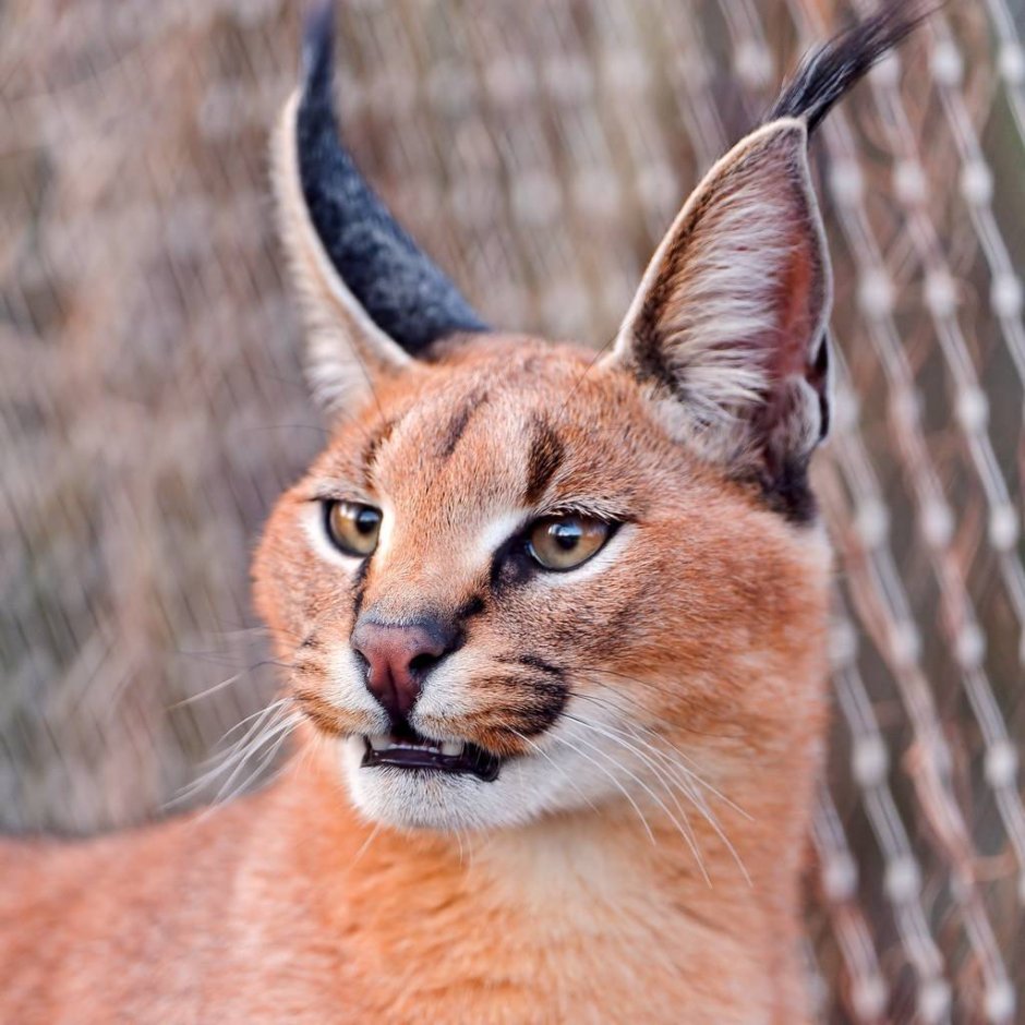 Рысь каракал