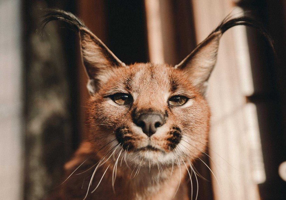 Каракаллы шлёпа