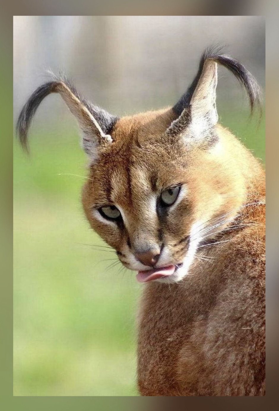 Каракал кошка